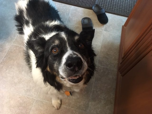 Max the shafer's dog