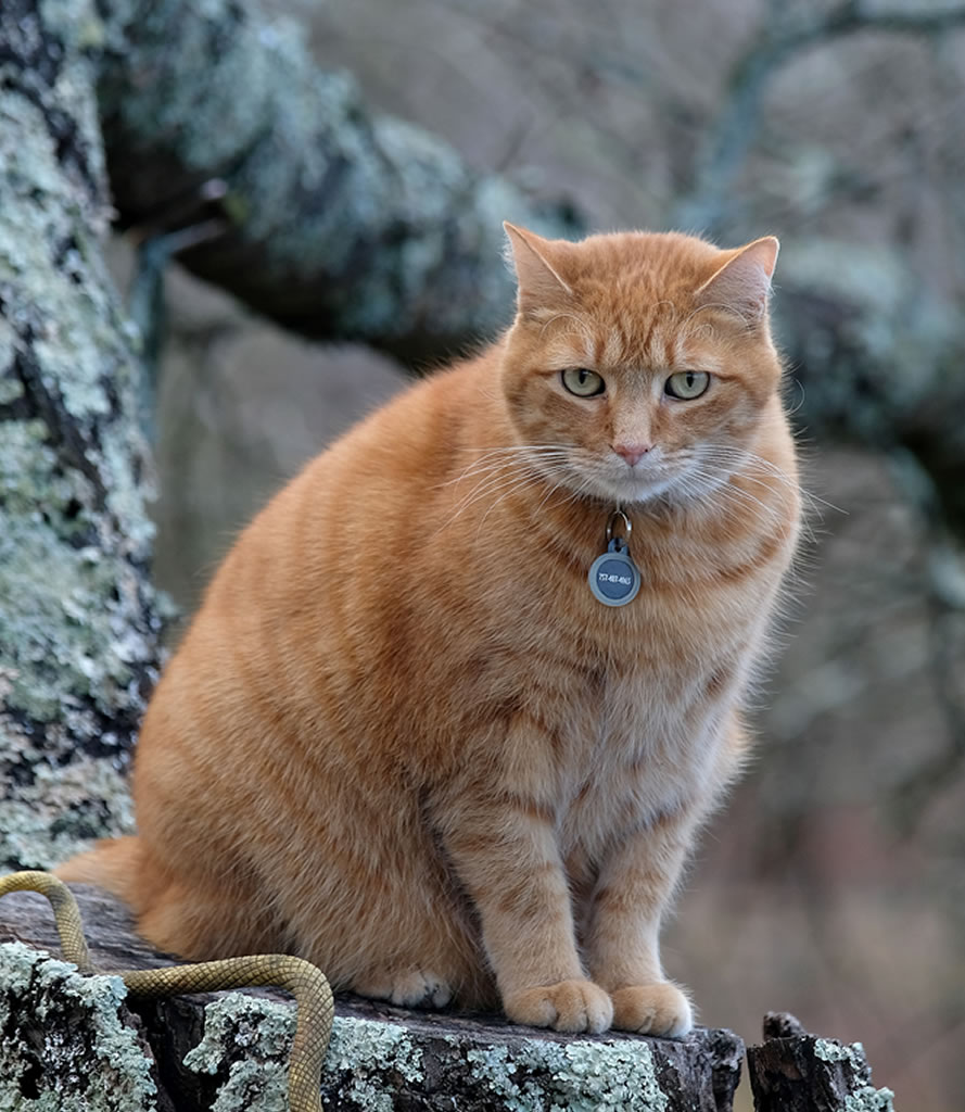 katia-cat-pensive-look
