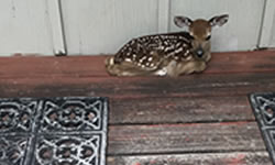 porch deer