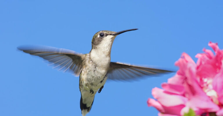 hummingbird blog pic1024x536