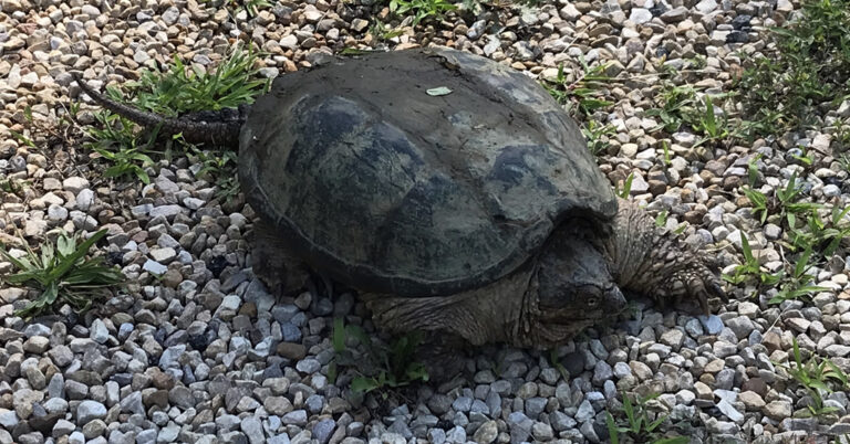 snapping turtle interspecies weavings