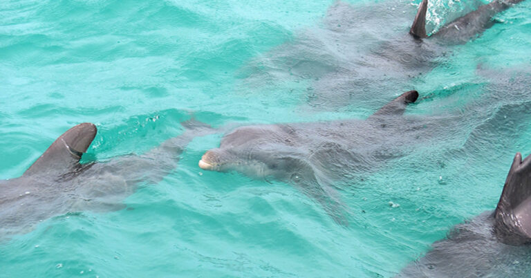 dolphins in pod swimming