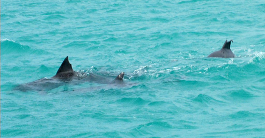 three dolphins swimming together